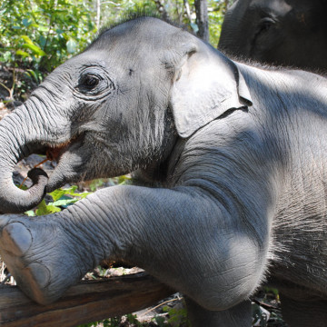 Can Elephants Learn To Dance?